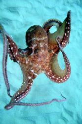 Taco at Kahe point ~35' depth. by Glenn Poulain 